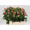 Paeonia Flame