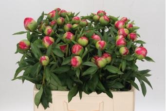 <h4>Paeonia Flame</h4>