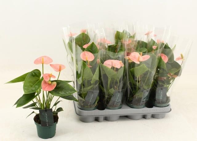 <h4>ANTHU AN SPIRIT</h4>