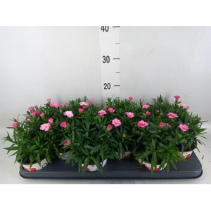 Dianthus  'Oscar Pink'