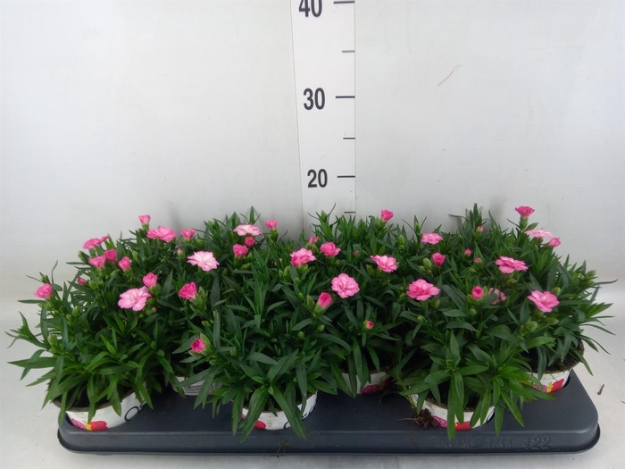 <h4>Dianthus  'Oscar Pink'</h4>