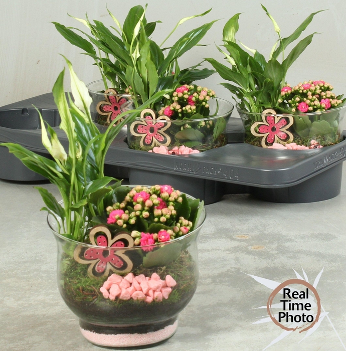 <h4>ARR KAMERPL</h4>