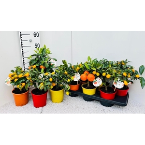 Citrus Mix-Tray 3+ Var. medi-stem (s2)