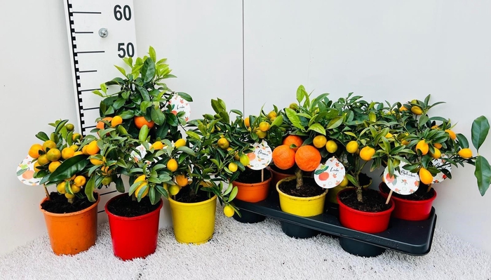 <h4>Citrus Mix-Tray 3+ Var. medi-stem (s2)</h4>