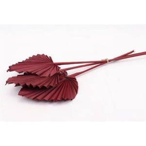 DRY PALM SPEAR 10PC BORDO
