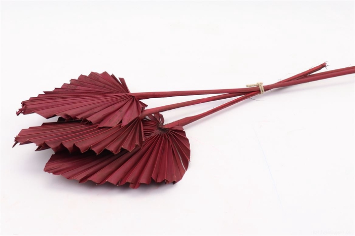 <h4>DRY PALM SPEAR 10PC BORDO</h4>