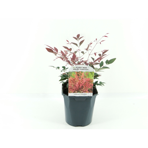 <h4>Nandina dom. Obsessed</h4>