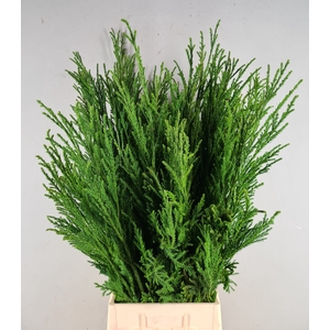 CRYPTOMERIA CRIST WHIP