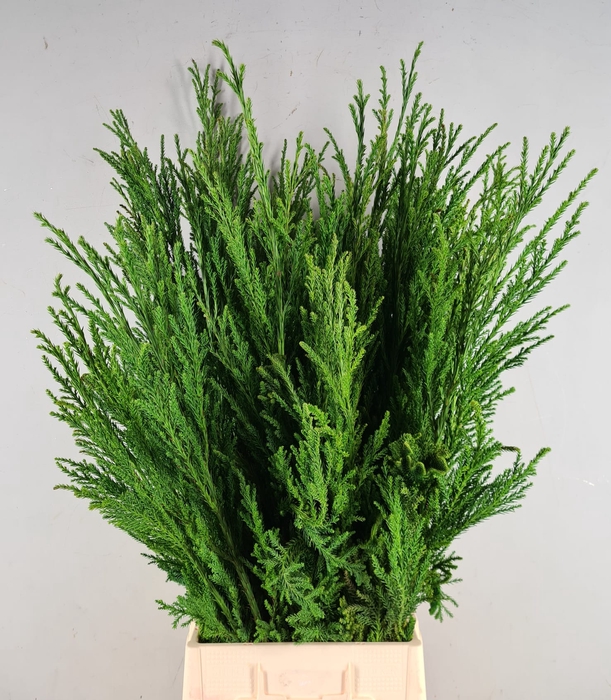 <h4>CRYPTOMERIA CRIST WHIP 100CM</h4>