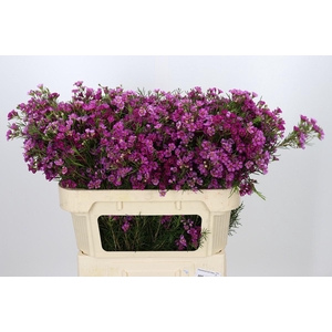 Chamelaucium Eden