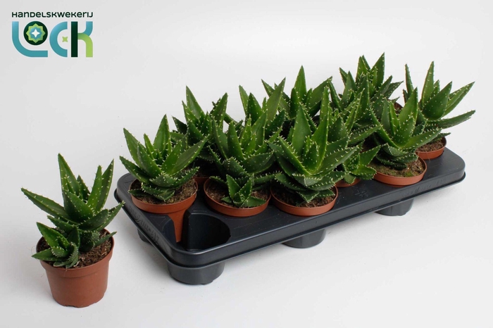 <h4>ALOE PERFOLIATA</h4>