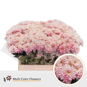Chr T Euro Soft Pink