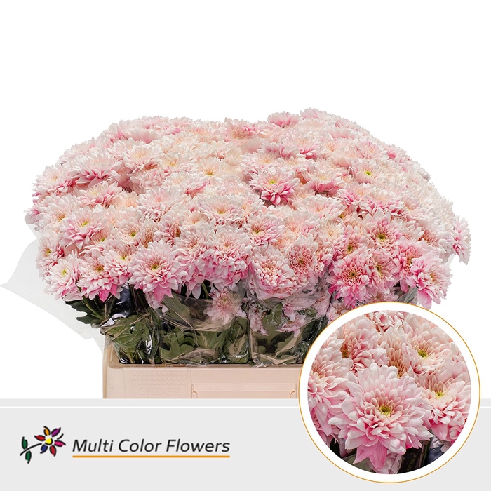 <h4>Chr T Euro Soft Pink</h4>
