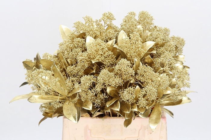 <h4>Skimmia Kl Bh Goud</h4>