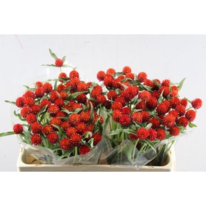 Gomph Gl Strawberry (rood)
