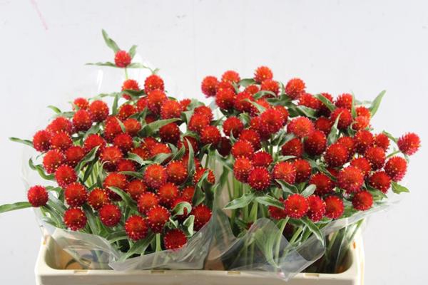 <h4>Gomph Gl Strawberry (rood)</h4>