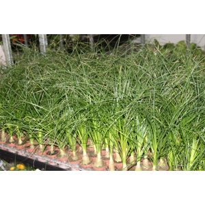 BEAUCARNEA RECURVATA P06