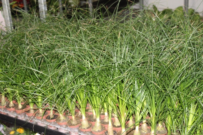 <h4>BEAUCARNEA RECURVATA P06</h4>