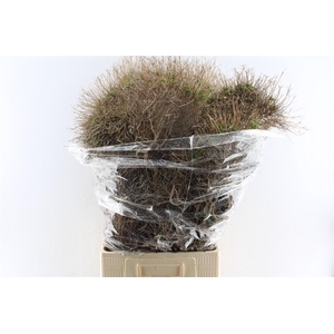 Euphorbia Spinoza 1000 Gram