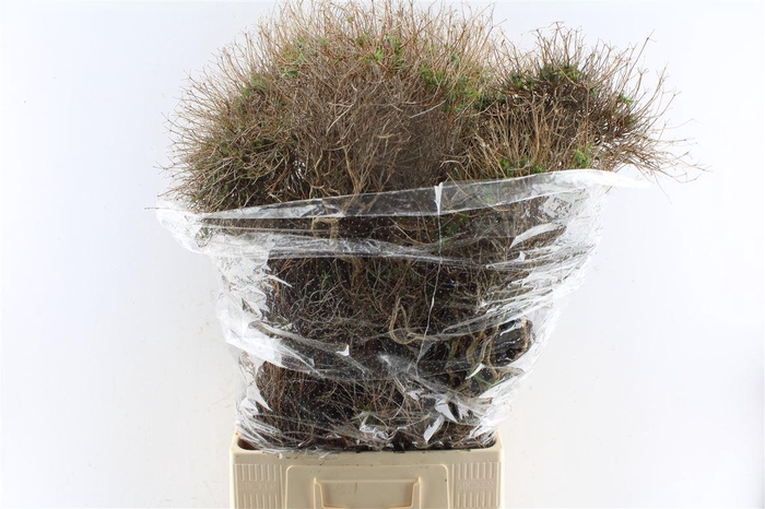 <h4>Euphorbia Spinoza 1000 Gram</h4>