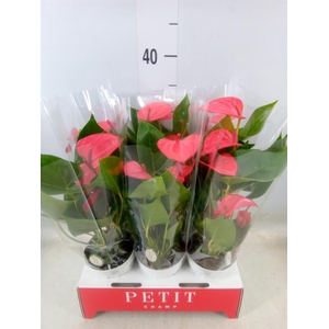 Anthurium andr. 'Pink Champion'