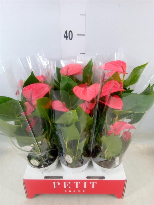 <h4>Anthurium andr. 'Pink Champion'</h4>
