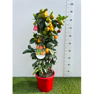 Citrus limetta