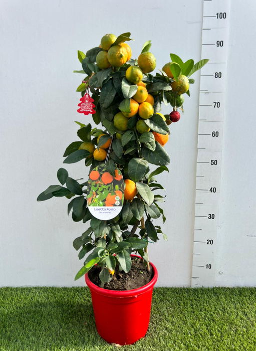 <h4>Citrus limetta</h4>