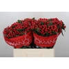 Hypericum True Romance