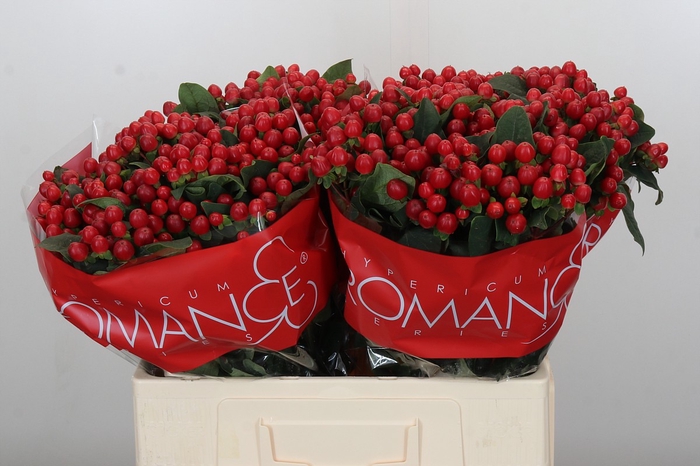 <h4>Hypericum True Romance</h4>