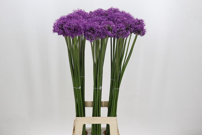 <h4>Allium Gladiator</h4>