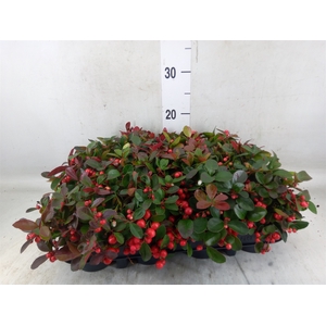 Gaultheria proc.
