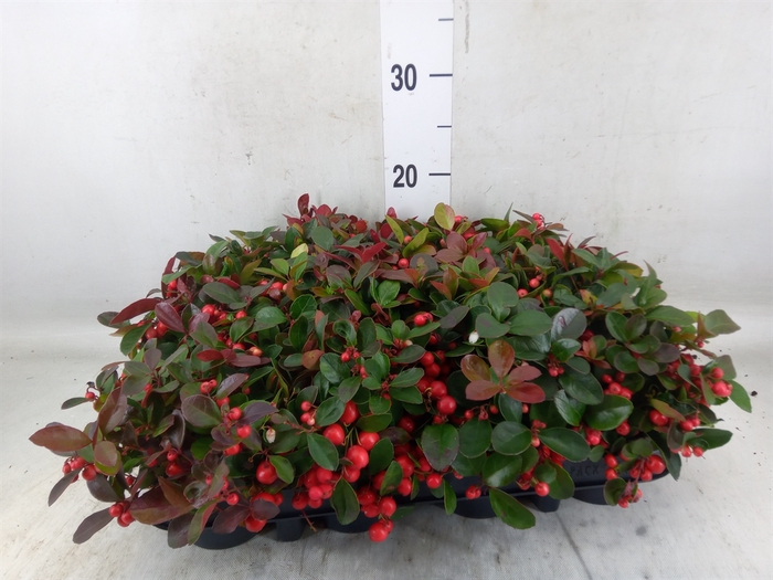 <h4>Gaultheria proc.</h4>