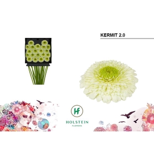 Germini Pomponi Kermit Diamond per kaart