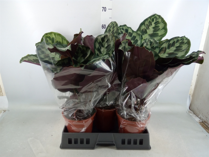 <h4>Calathea   ...</h4>