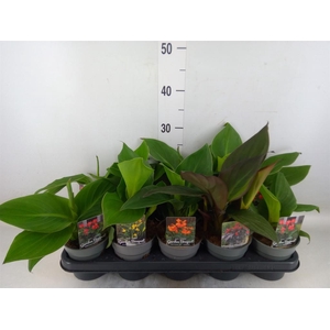 Canna   ...not flowering