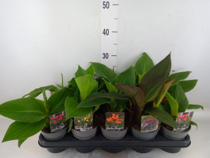 <h4>Canna   ...not flowering</h4>