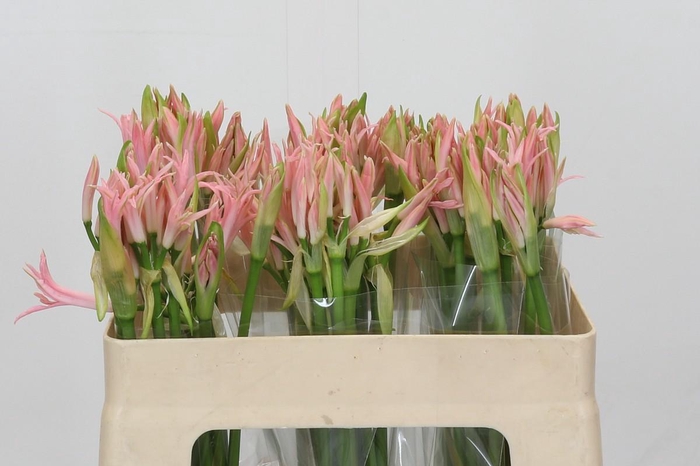 <h4>Nerine Vesta K</h4>