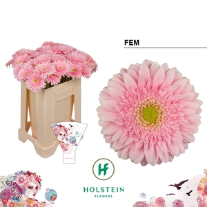 Gerbera Fem Water
