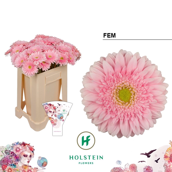 <h4>Gerbera Fem</h4>