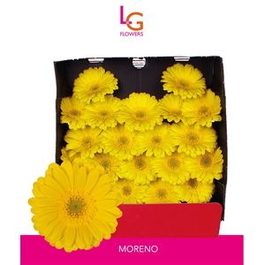 Germini Moreno Diamond