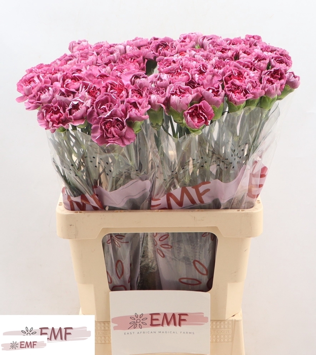 <h4>DI ST HYPNOSIS</h4>