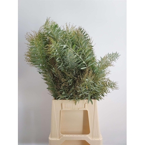ACACIA CO L ARGENTO