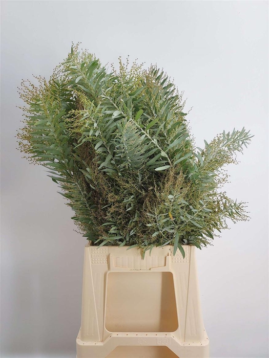 <h4>ACACIA CO L ARGENTO</h4>