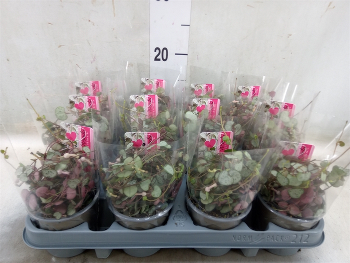 <h4>Ceropegia woodii 'Silver Glory'</h4>