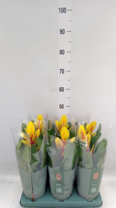 <h4>Vriesea  'Intenso Yellow Flame'</h4>