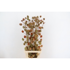 GLYCYRRH YUNNANEN ZOETHOUT 110CM