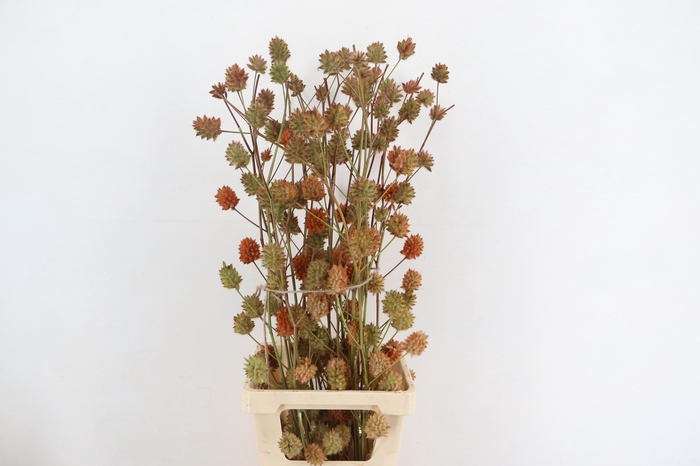 <h4>GLYCYRRH YUNNANEN ZOETHOUT 110CM</h4>