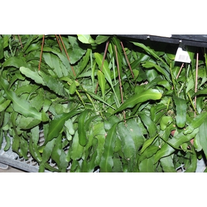 EPIPHYLLUM PHYLLANTHUS C21