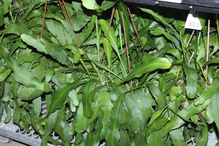 <h4>EPIPHYLLUM PHYLLANTHUS C21</h4>